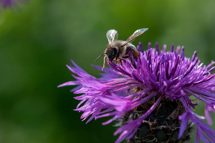 Bee on a purple flower