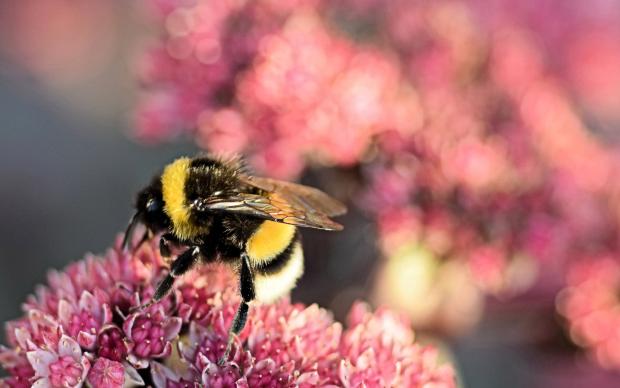picture of a bee on flower