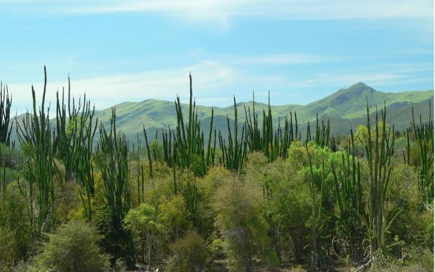 Didieraceae andohahaela at Madagascar’s National Park
